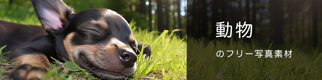 動物の写真