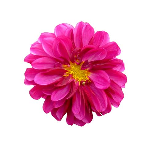 お花・ピンク色のダリア（00114）