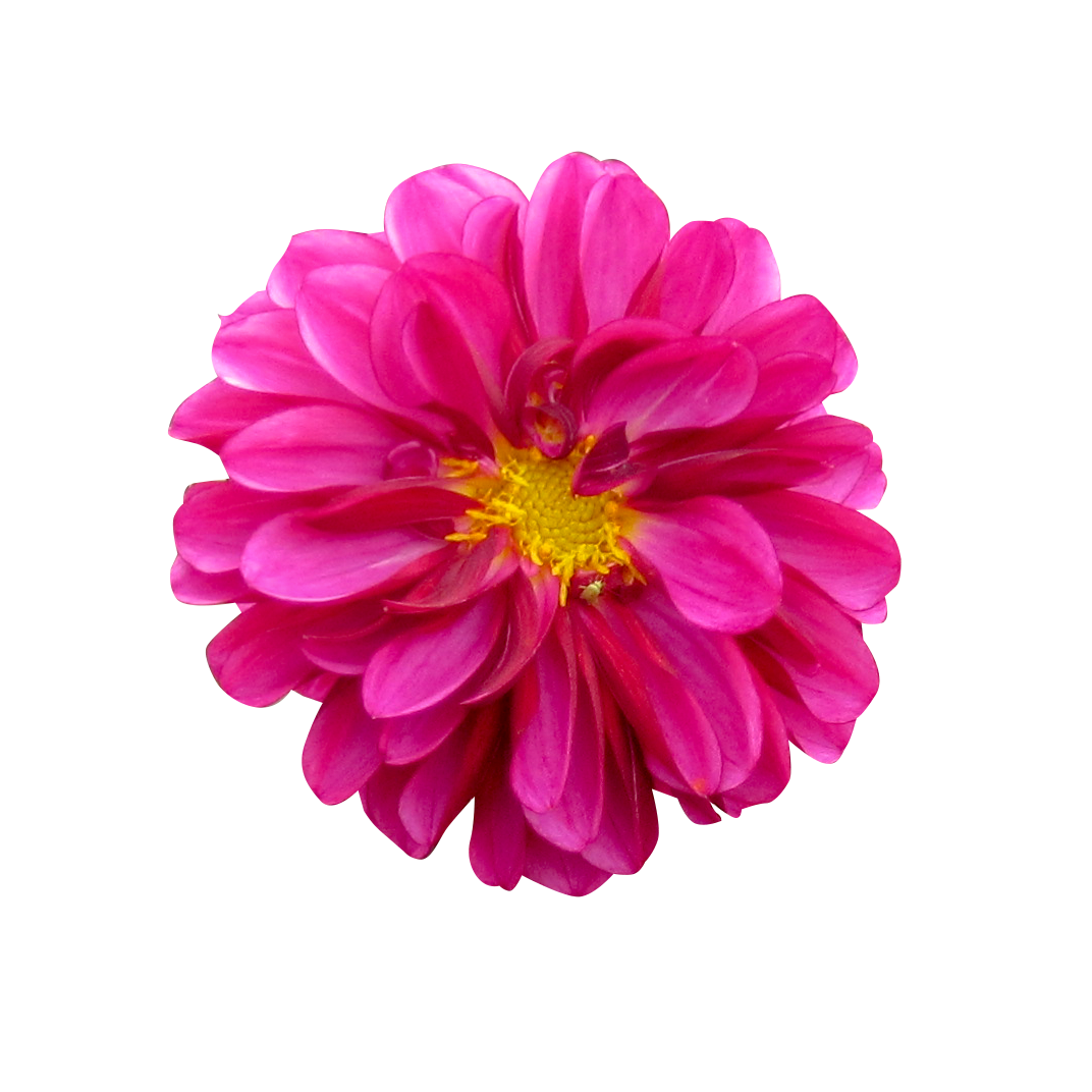 お花・ピンク色のダリア（00114）