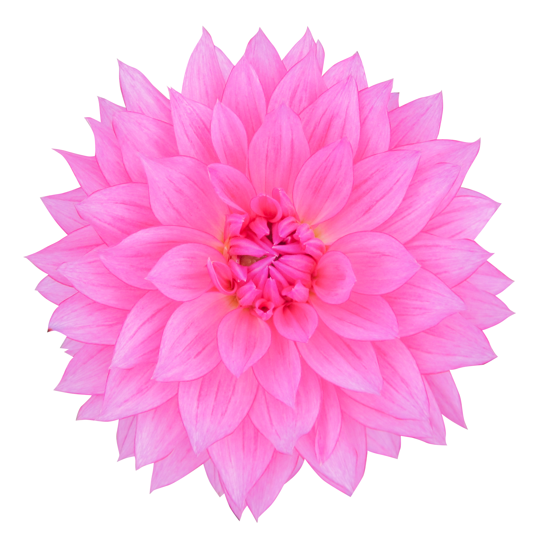 お花・ピンク色のダリア（00118）