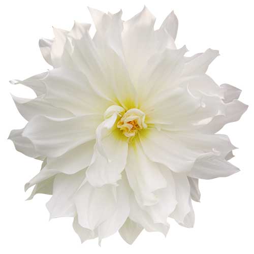 お花・白色のダリア（00121）