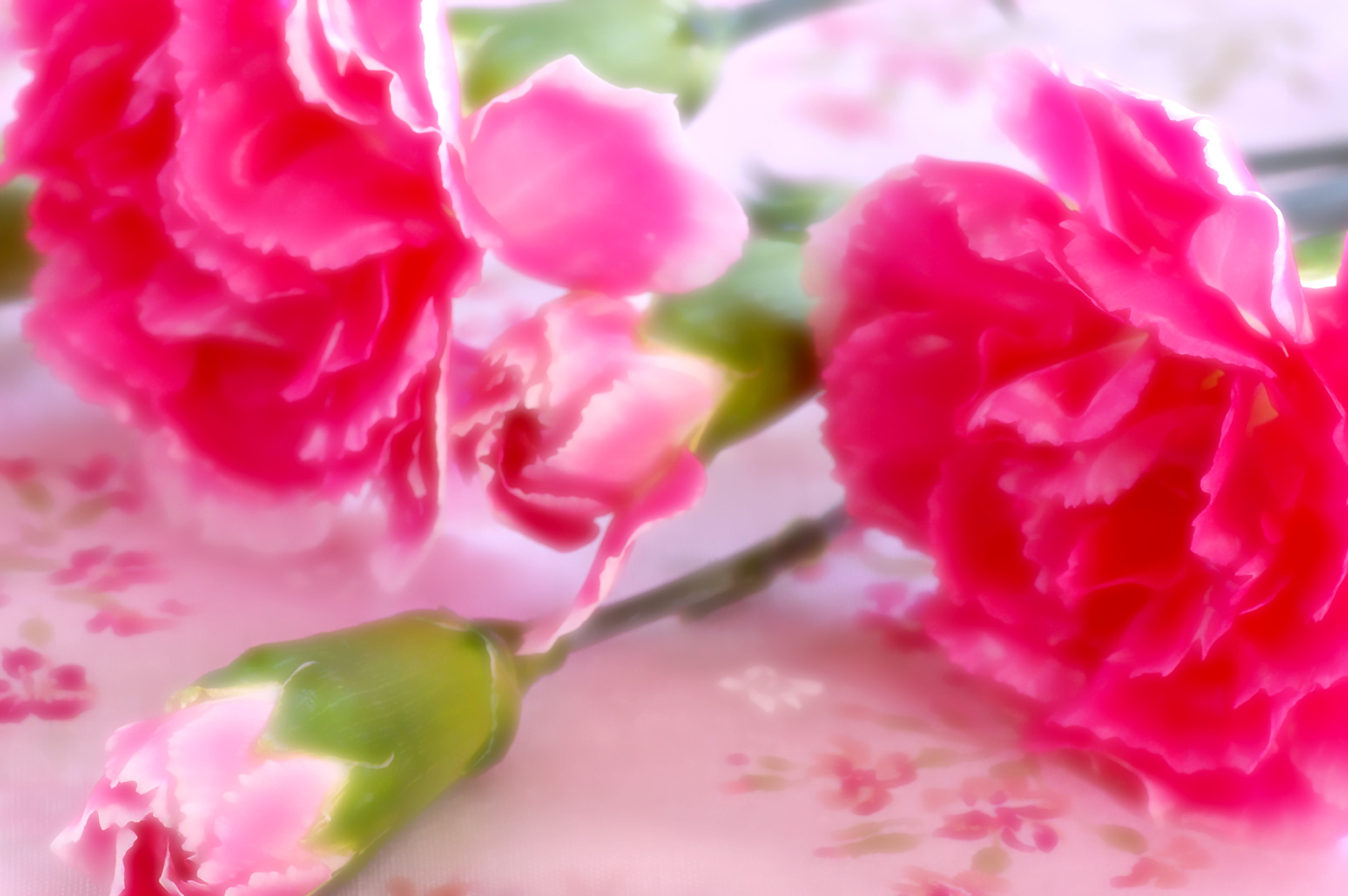 ピンク色のカーネーションの花（00142）