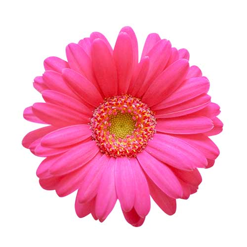 お花・ピンク色のガーベラ（00144）