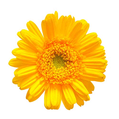 お花・黄色のガーベラ（00145）
