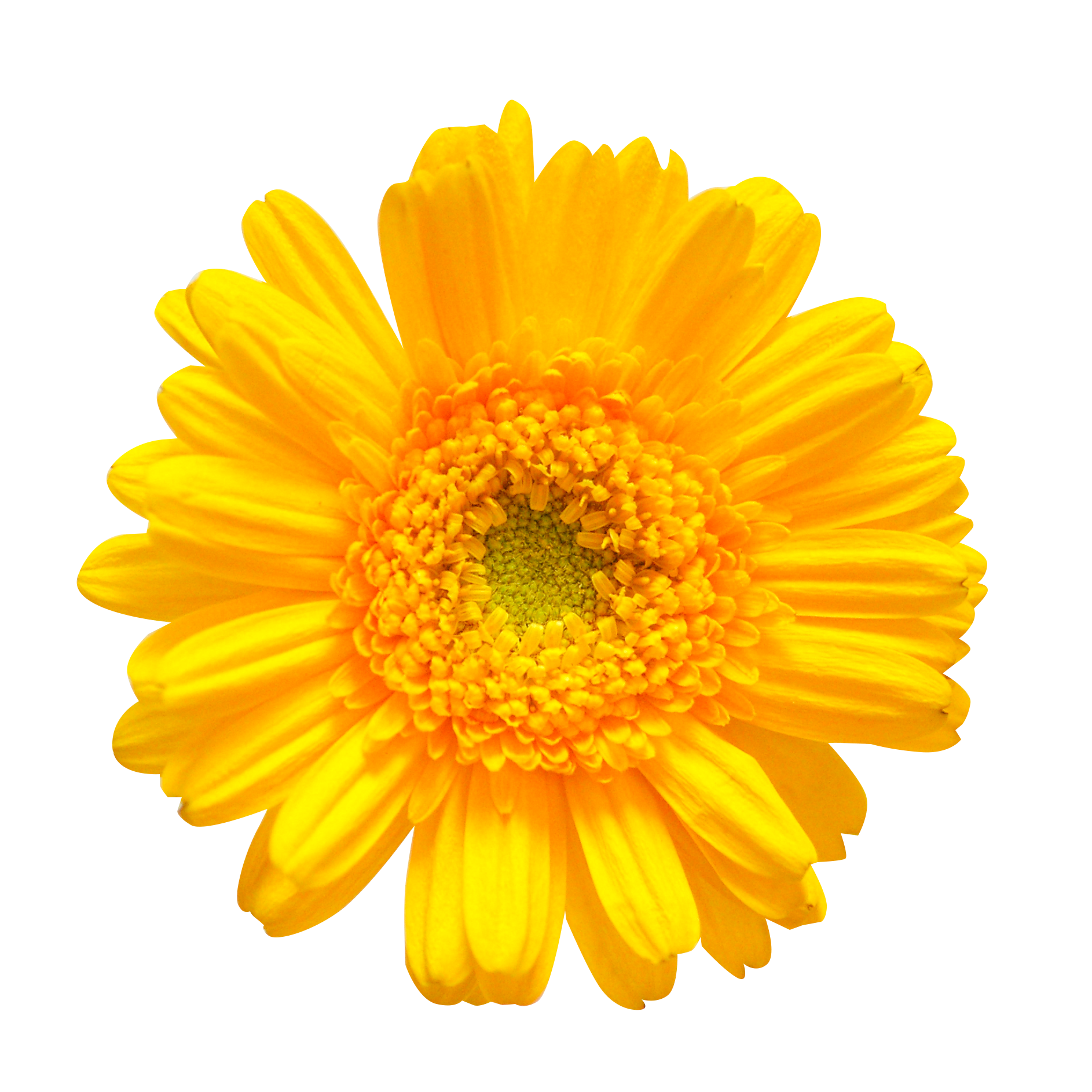 お花・黄色のガーベラ（00145）