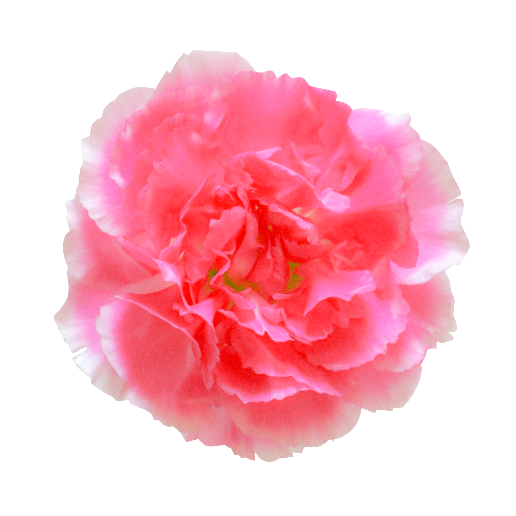 お花・ピンクのカーネーション（00147）