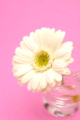 白いガーベラの花（00166）
