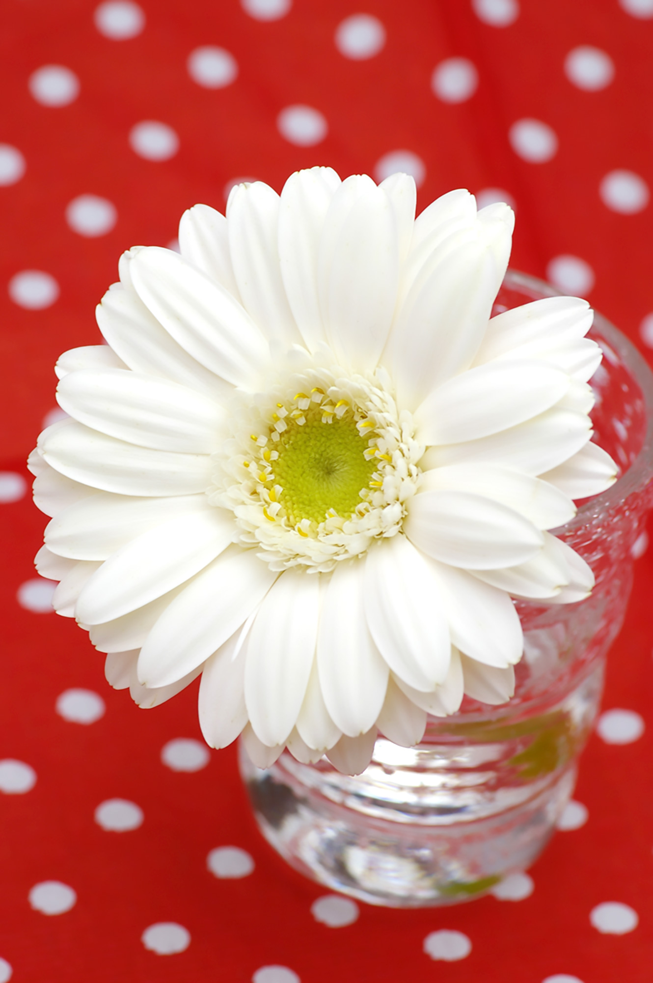 白いガーベラの花（00167）