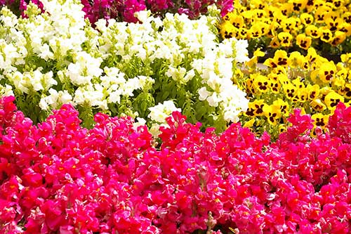 お花畑（00176）