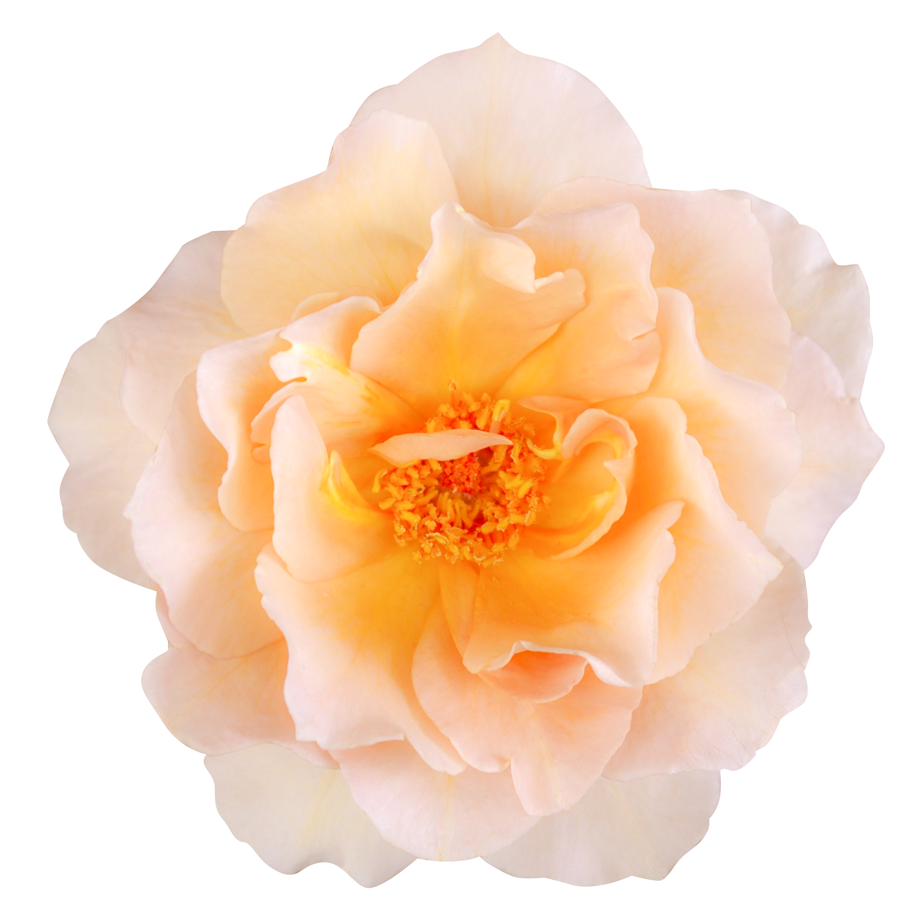 ベージュ色のバラ（00232）