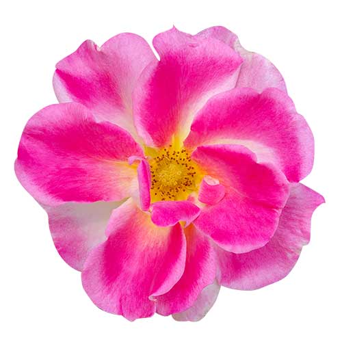 ピンク色のバラ（00239）