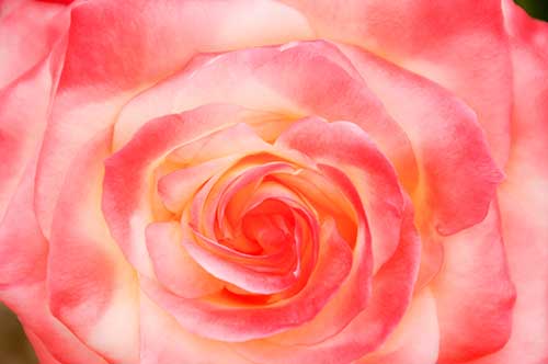 ピンク色のバラ（00265）