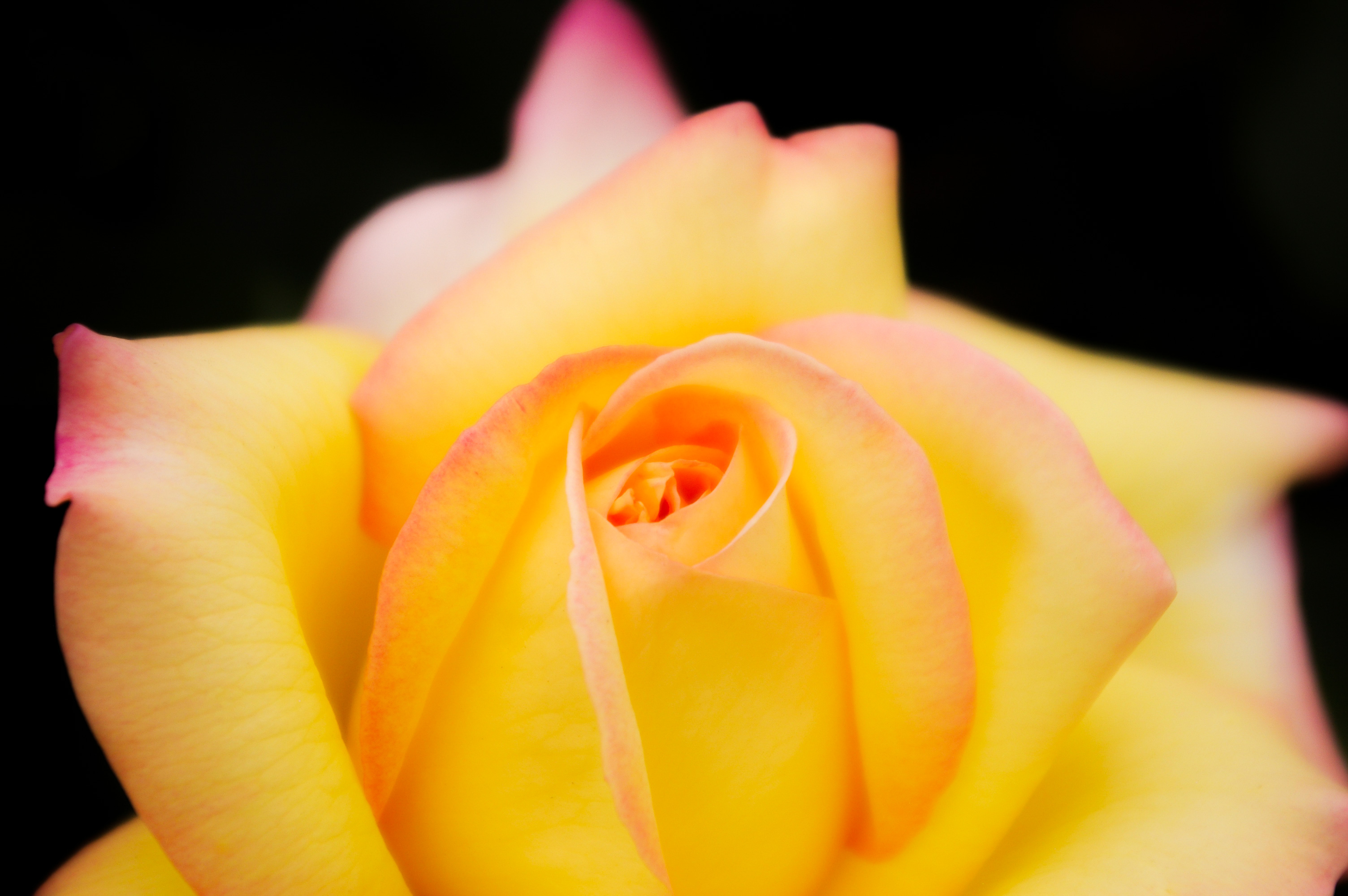 黄色いバラ（00266）