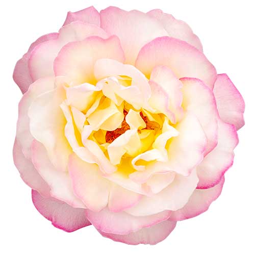 ピンク色のバラ（00267）