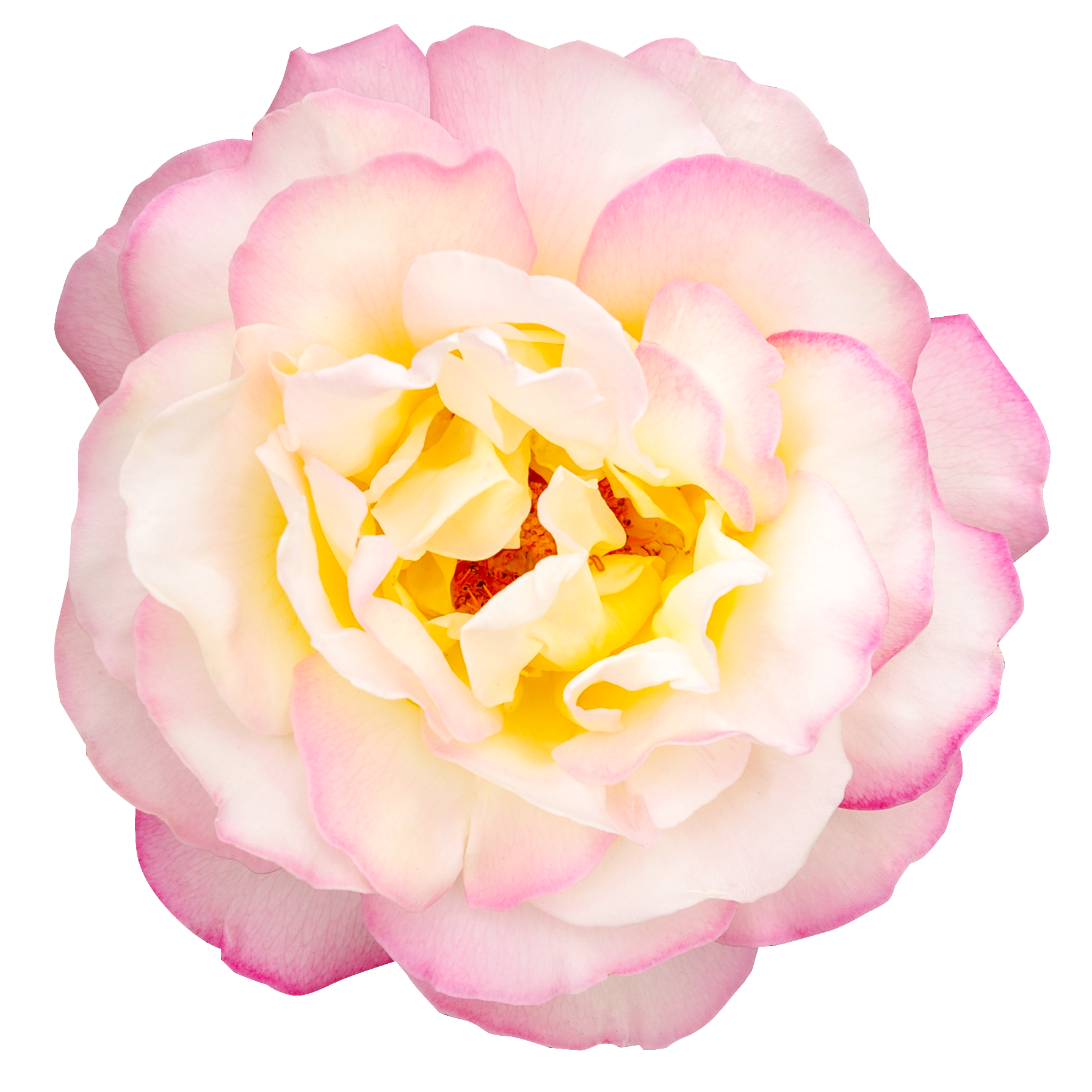 ピンク色のバラ（00267）