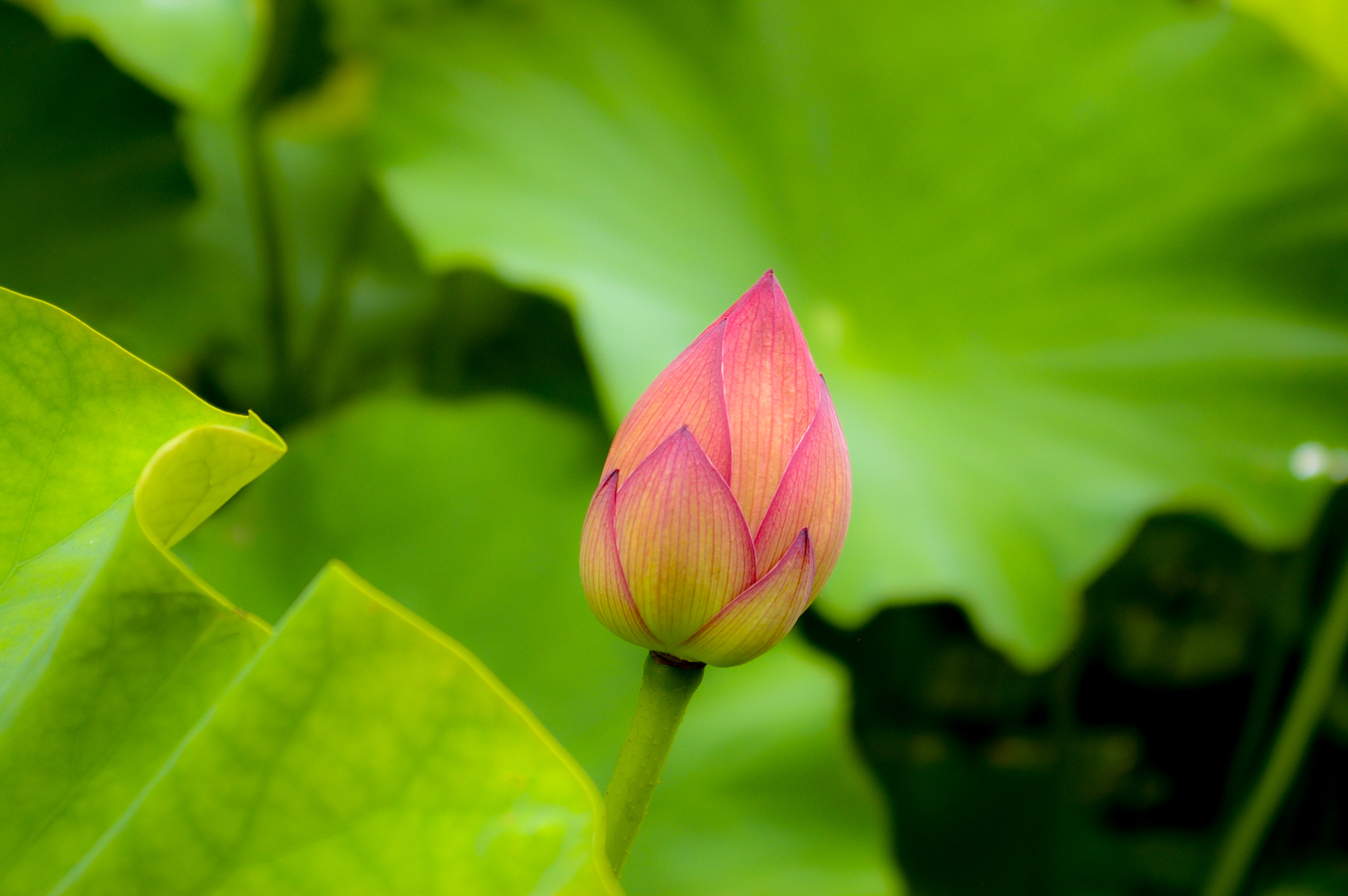 ハスの花びら（00274）