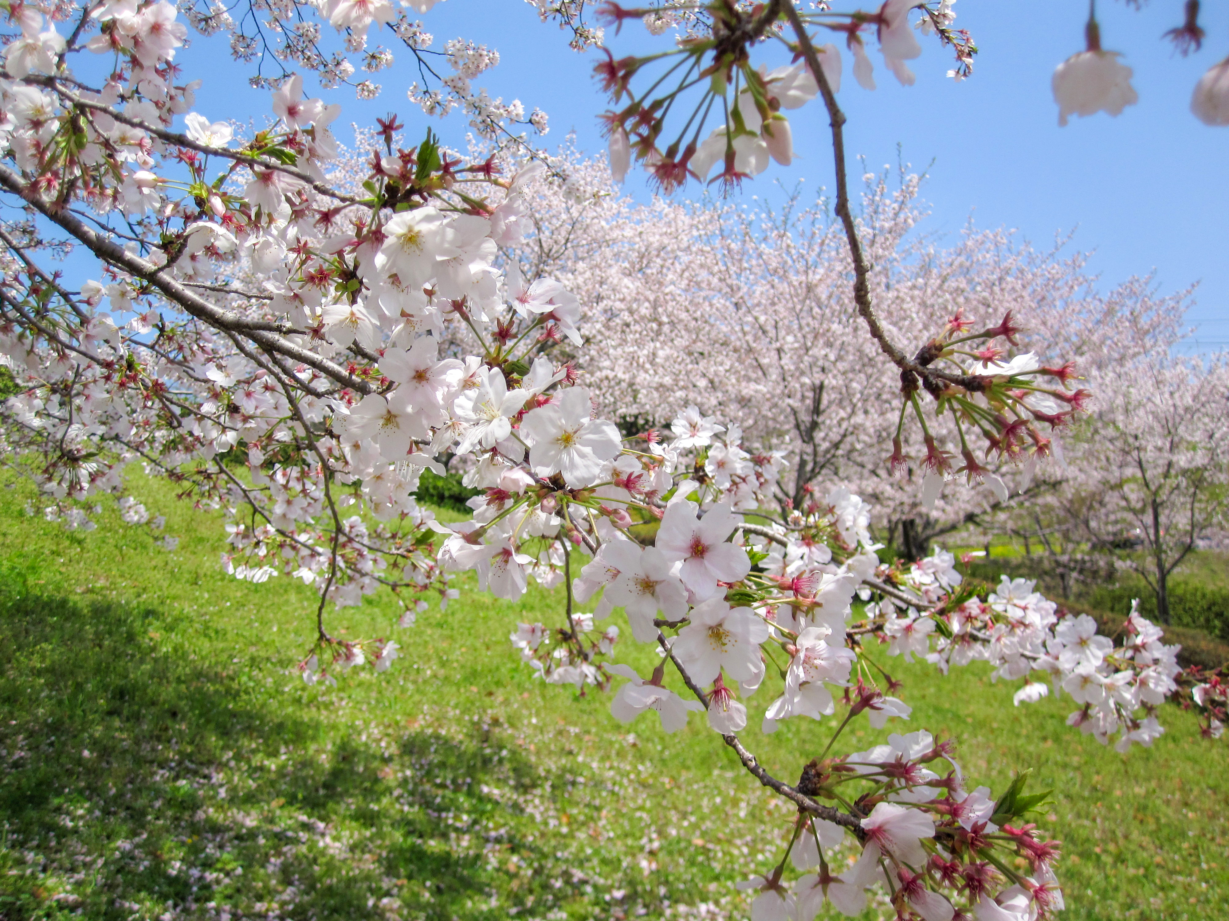 桜の木（00340）