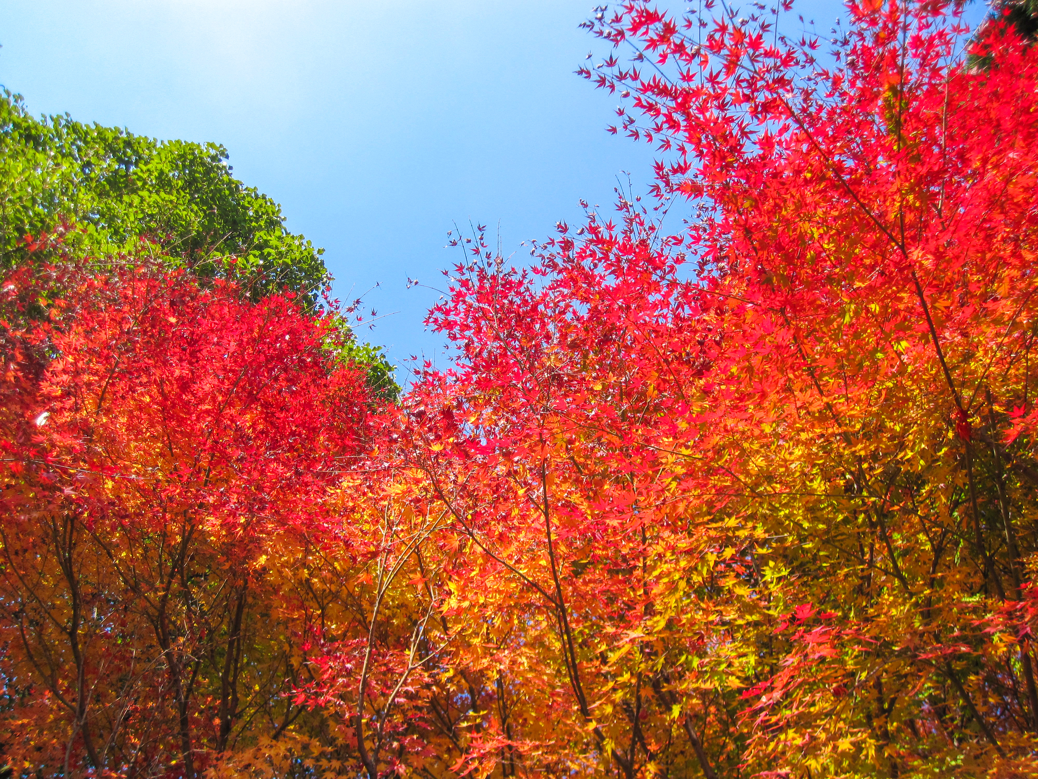 もみじ,紅葉の写真（00357）