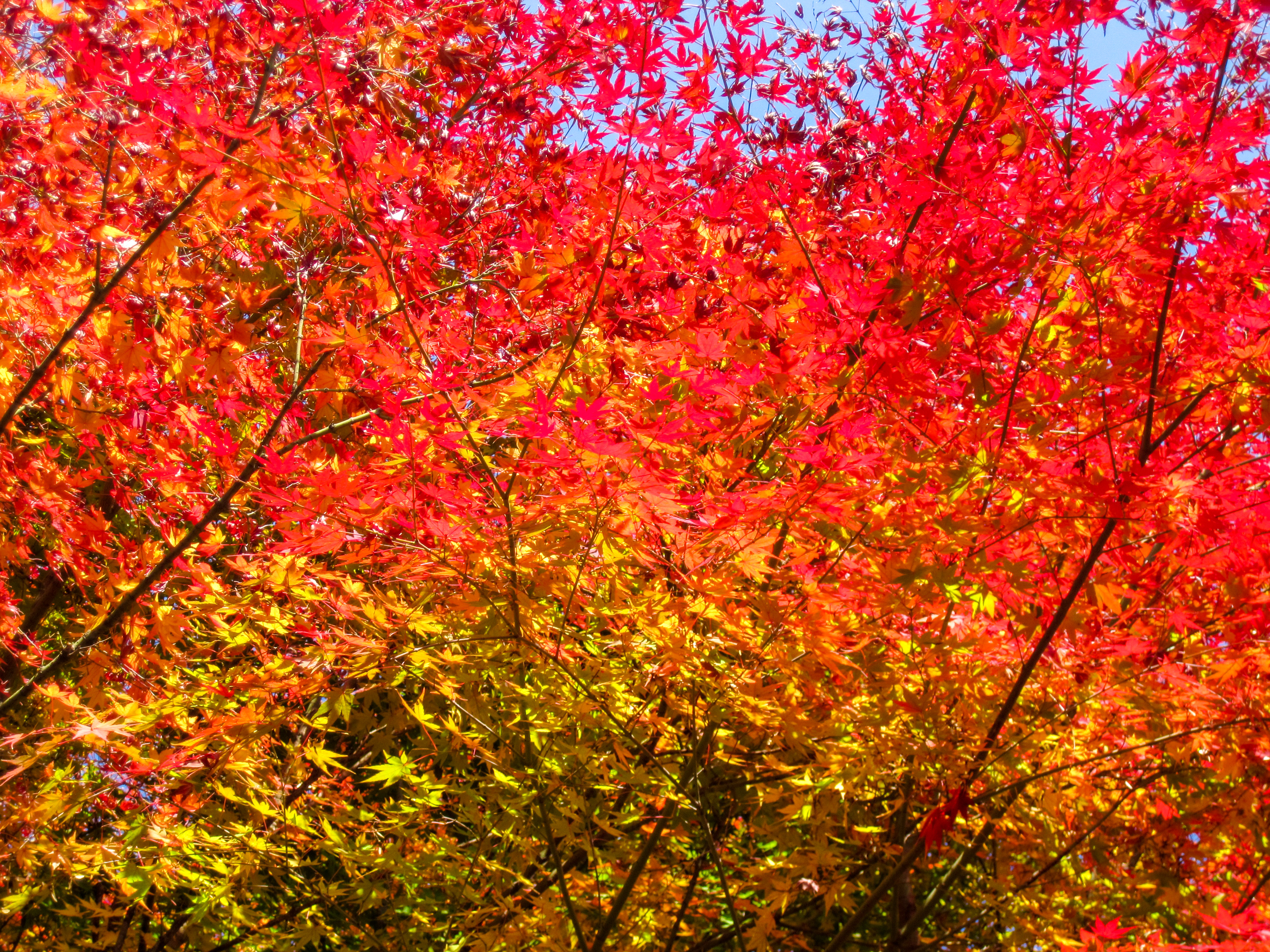 もみじ,紅葉の写真(00358)