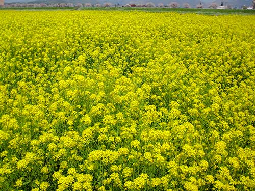 菜の花畑の写真（00359）