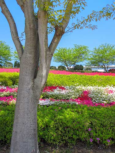 お花畑の写真（00360）