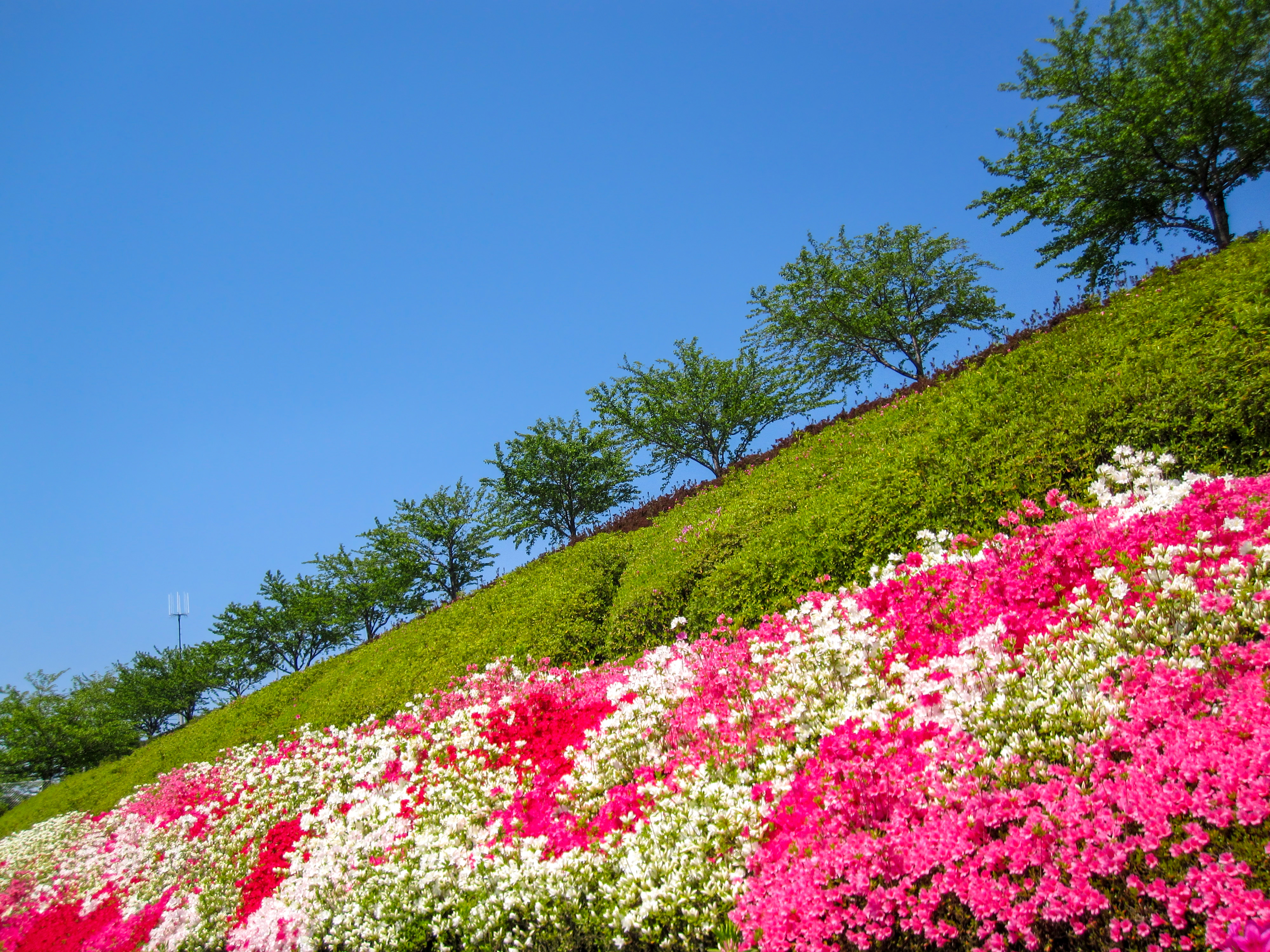 お花畑の写真（00361）