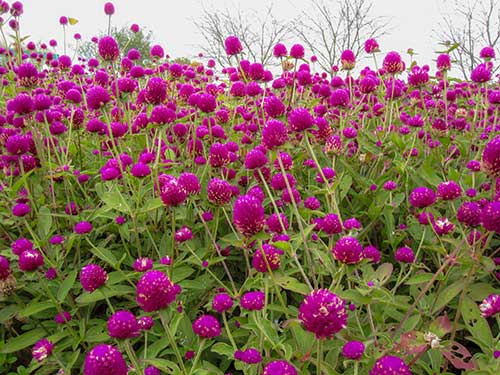 お花畑の写真（00367）