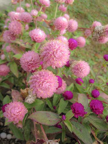 お花畑の写真（00371）