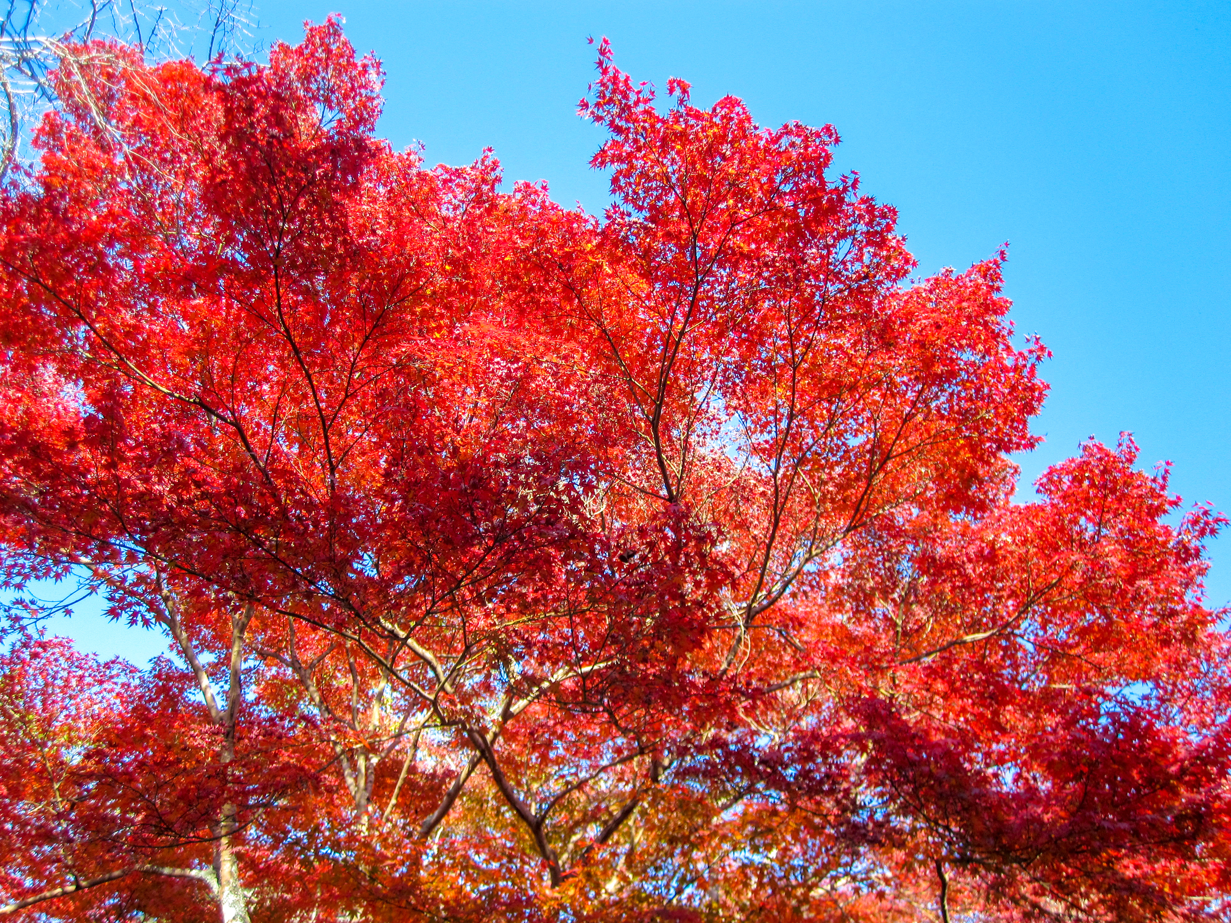 紅葉の写真（00375）