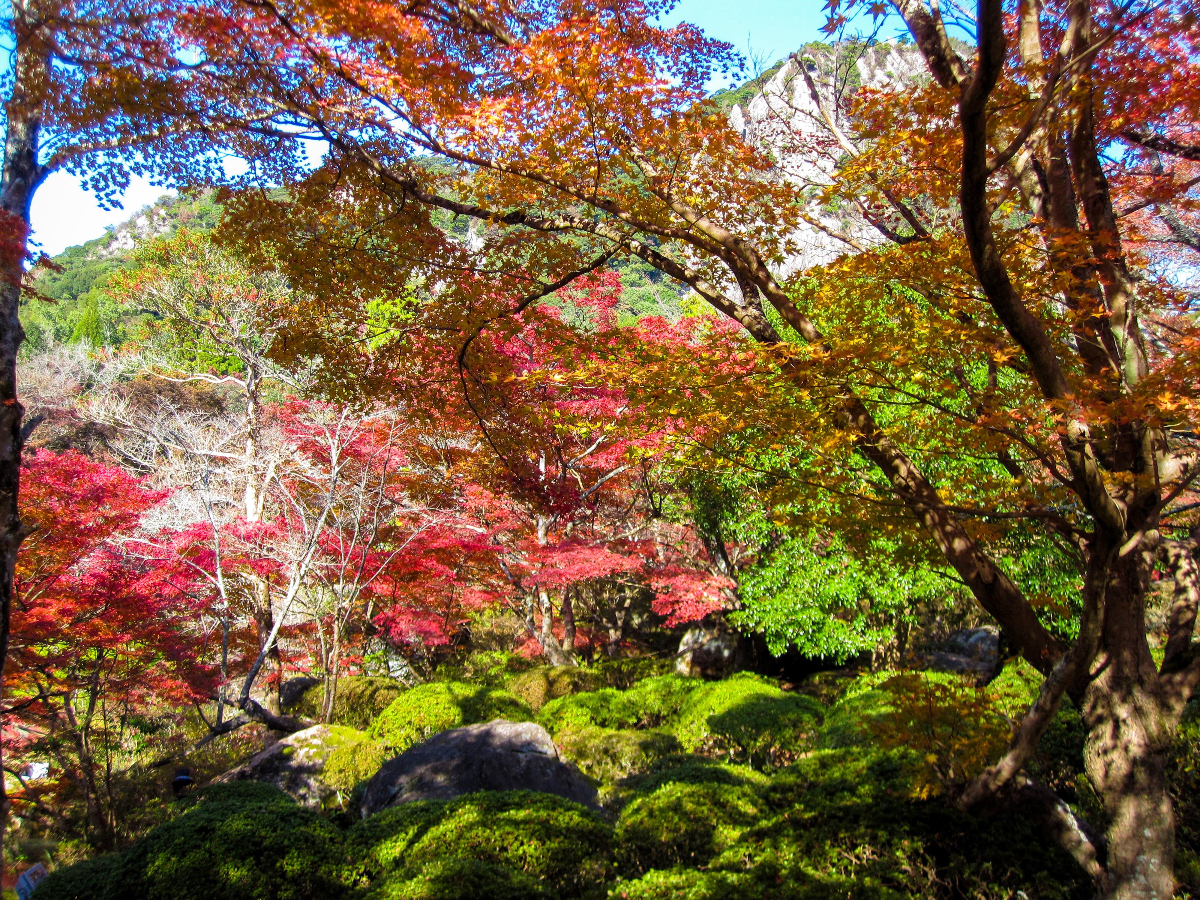 紅葉の写真(00376)