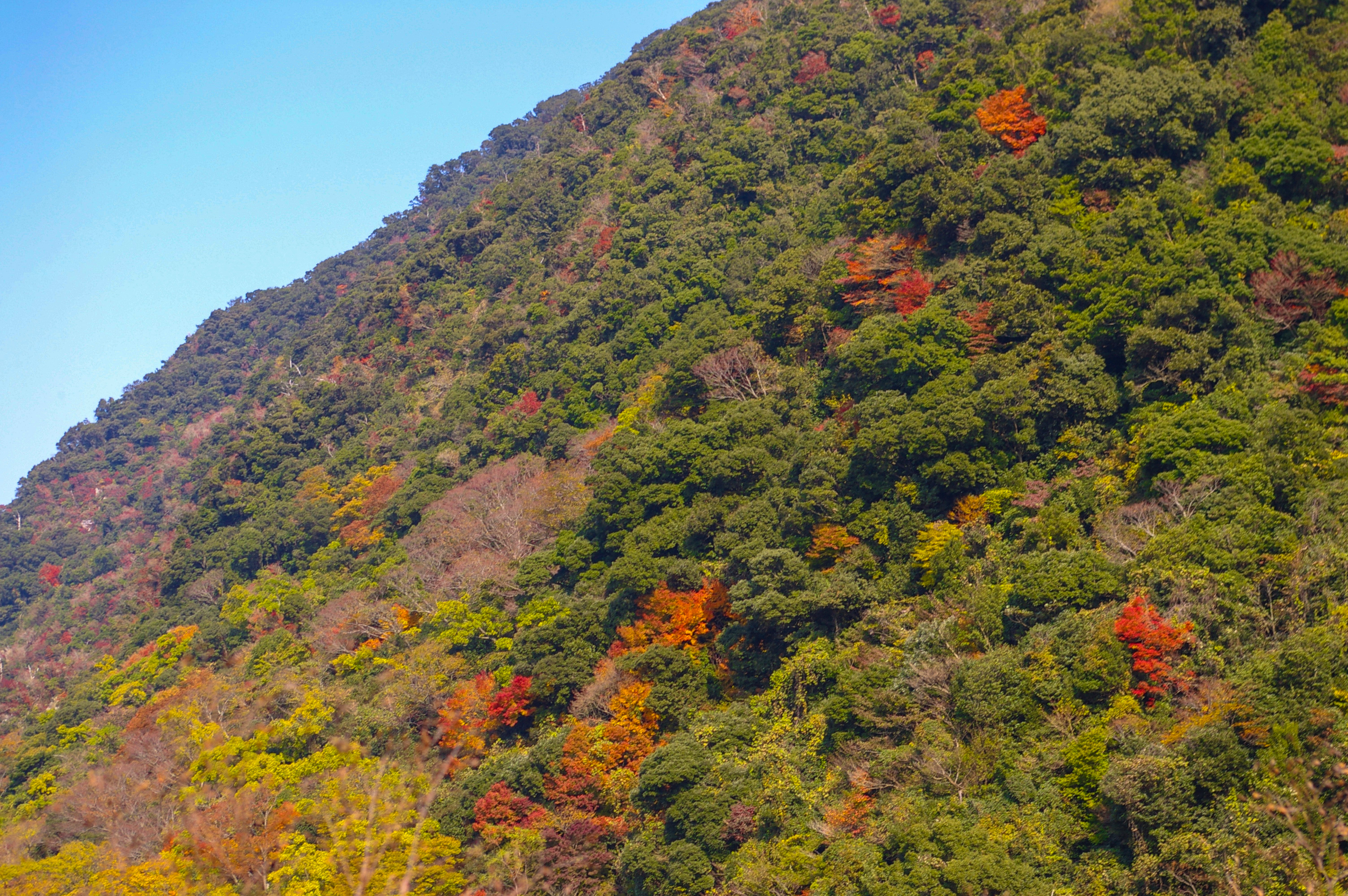 少し紅葉しかけの山の写真（00387）