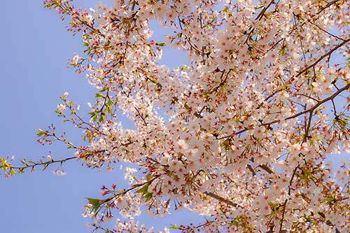 桜の花の写真（00393）