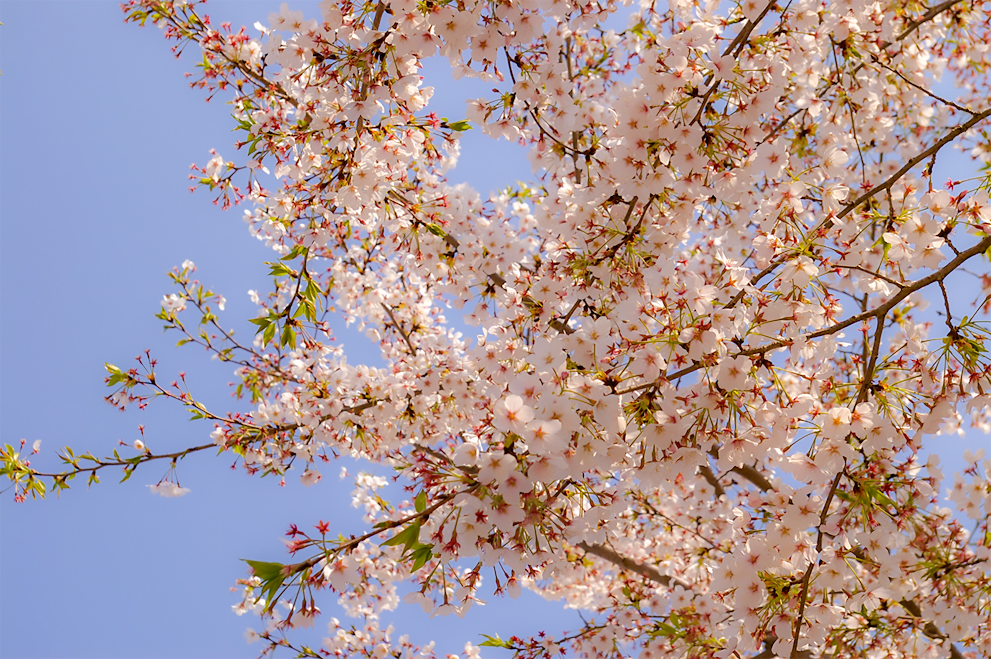 桜の花の写真（00393）