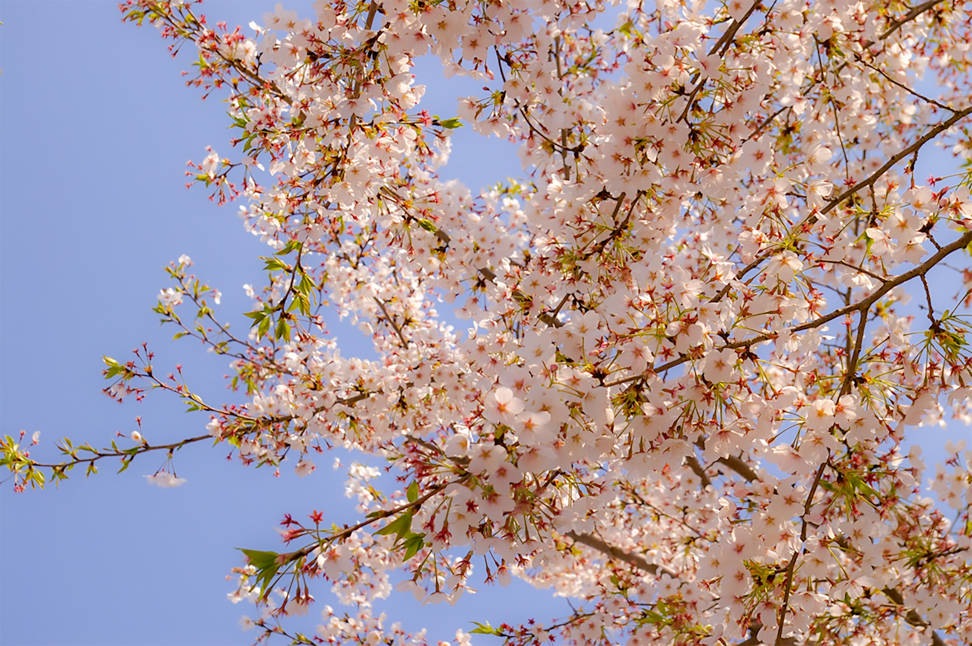 桜の花の写真(00393)