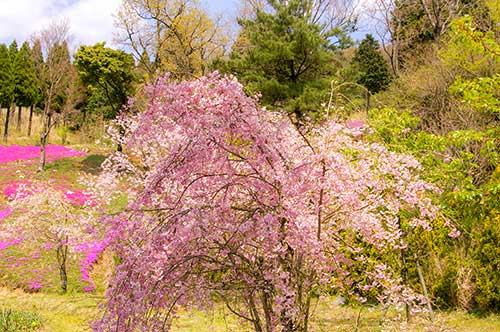 しだれ桜の写真（00399）