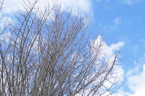 空と枯れ木の写真（00425）