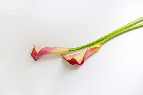 ピンク色のカラーの花（00885）