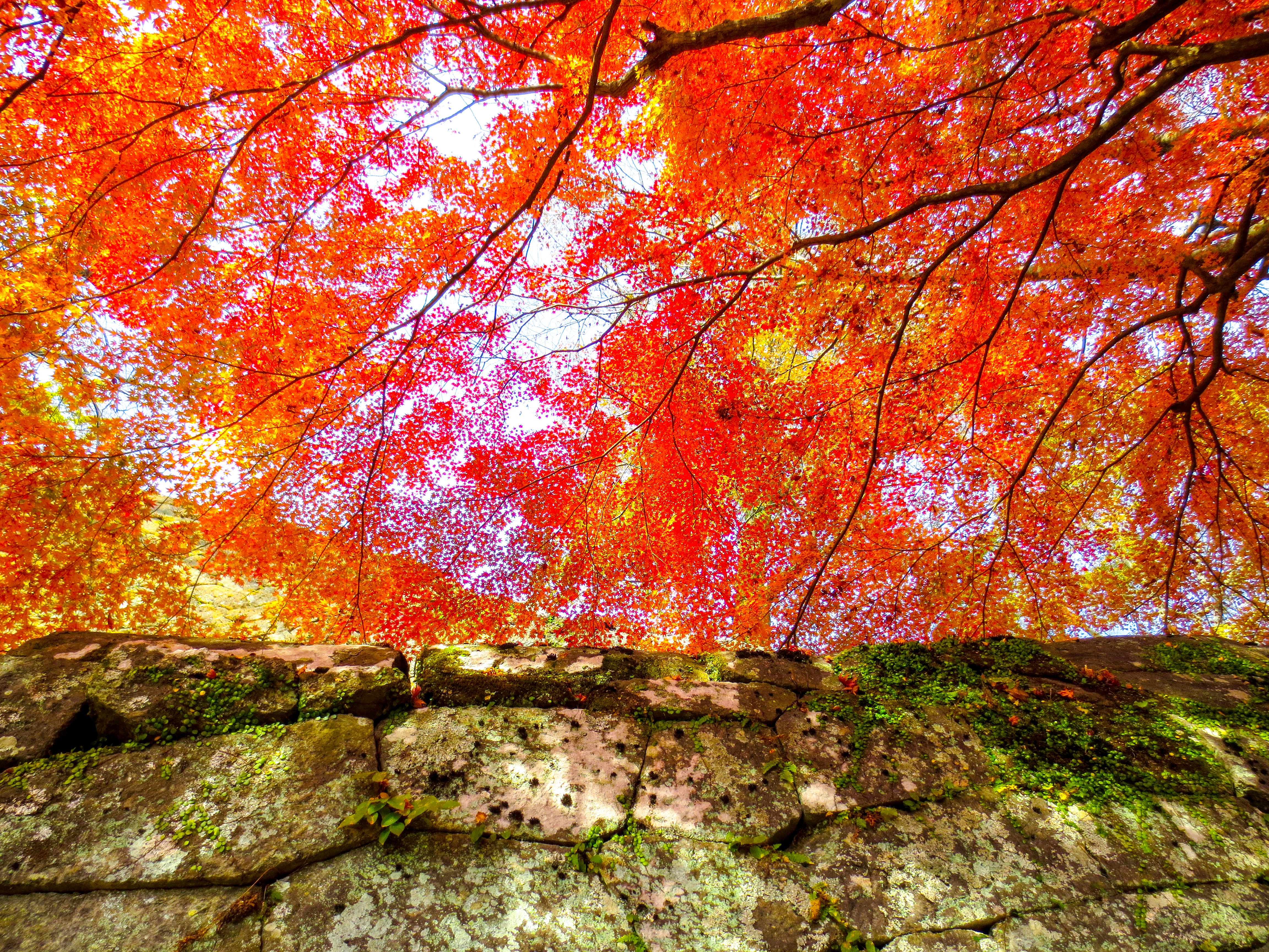 紅葉と城壁(00886)
