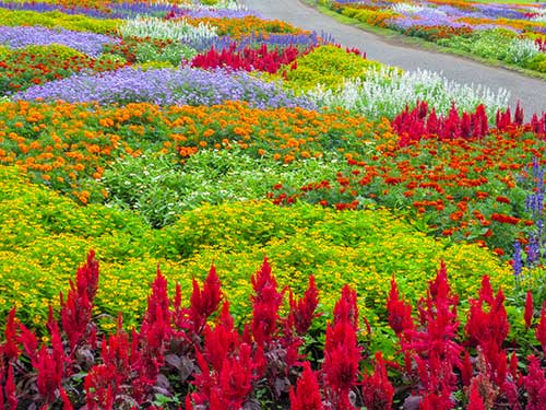 お花畑の写真（00902）