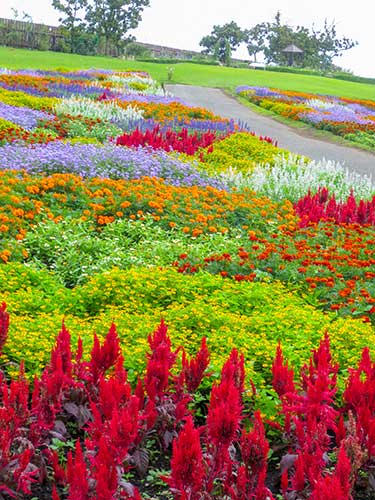 お花畑の写真（00903）