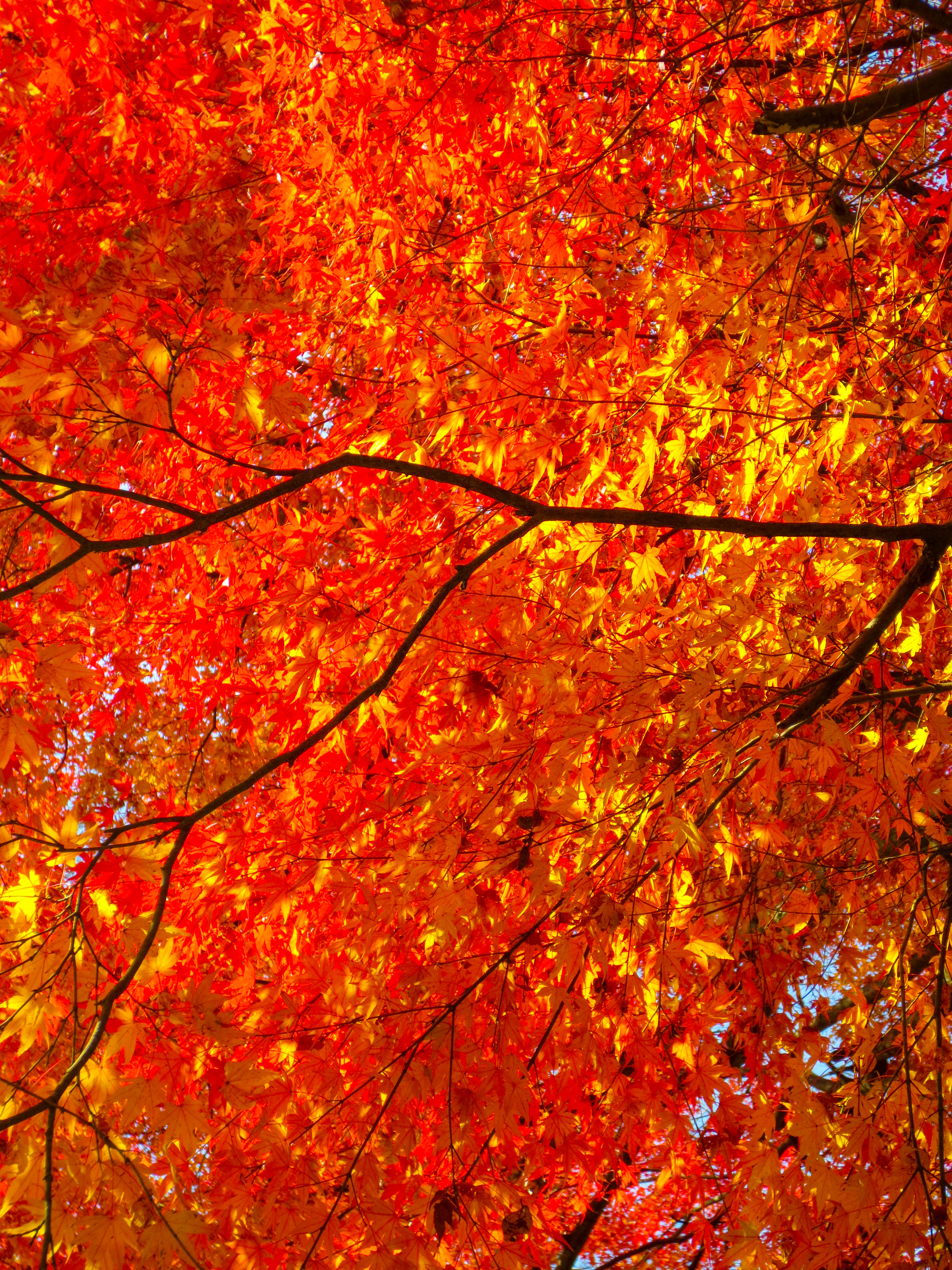 紅葉(00909)