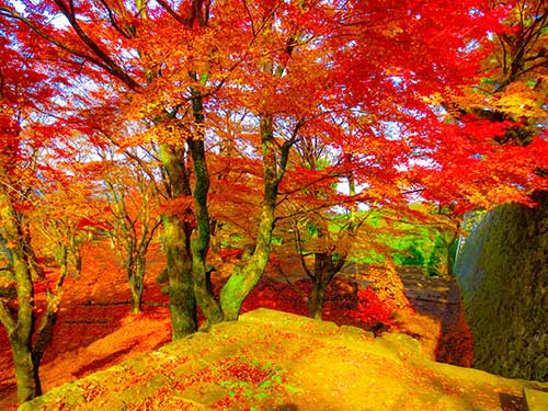 岡城跡の紅葉（00911）