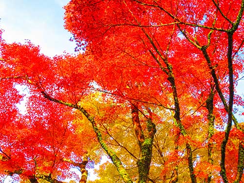 岡城跡の紅葉（00912）