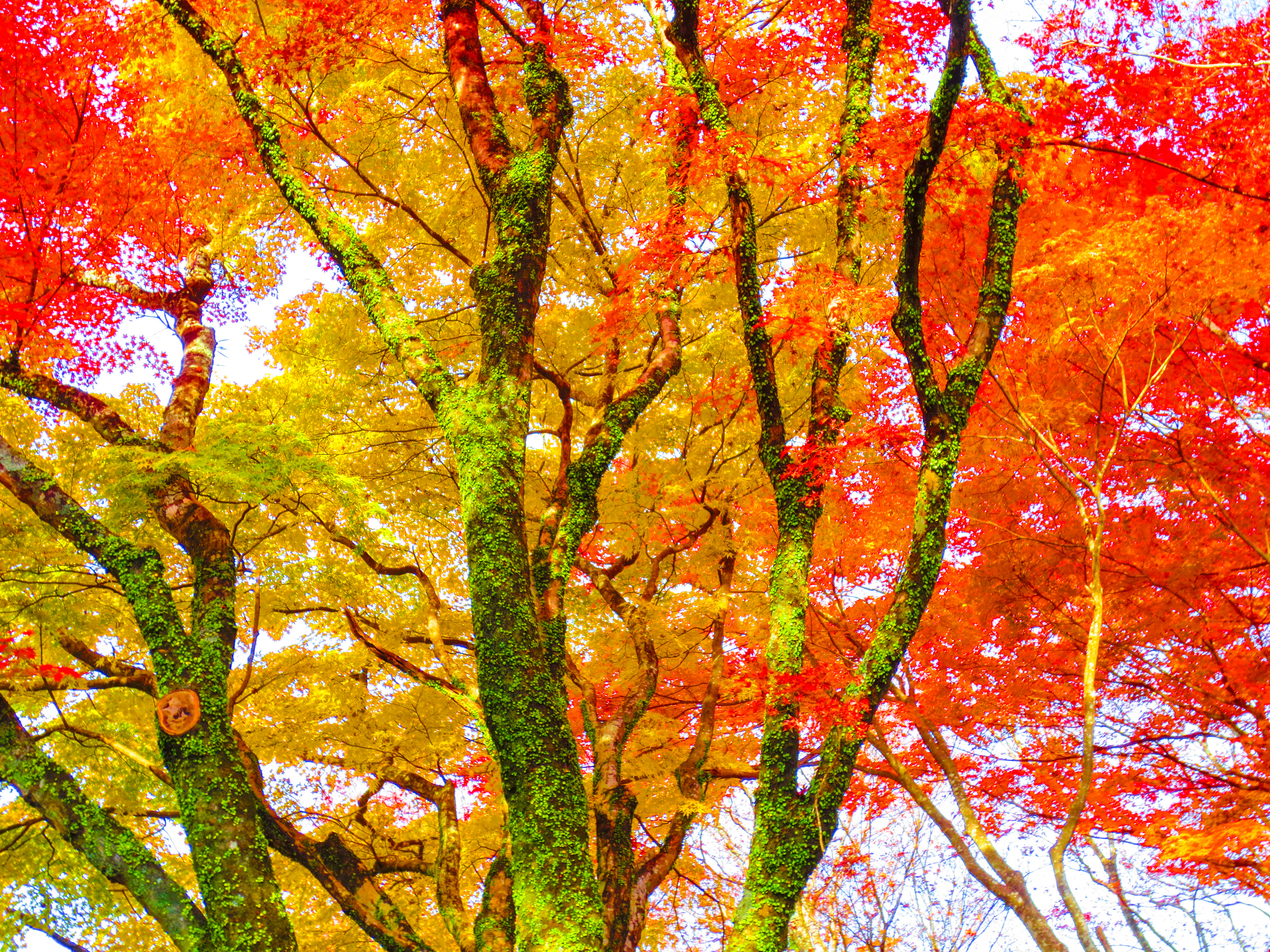 岡城跡の紅葉（00913）