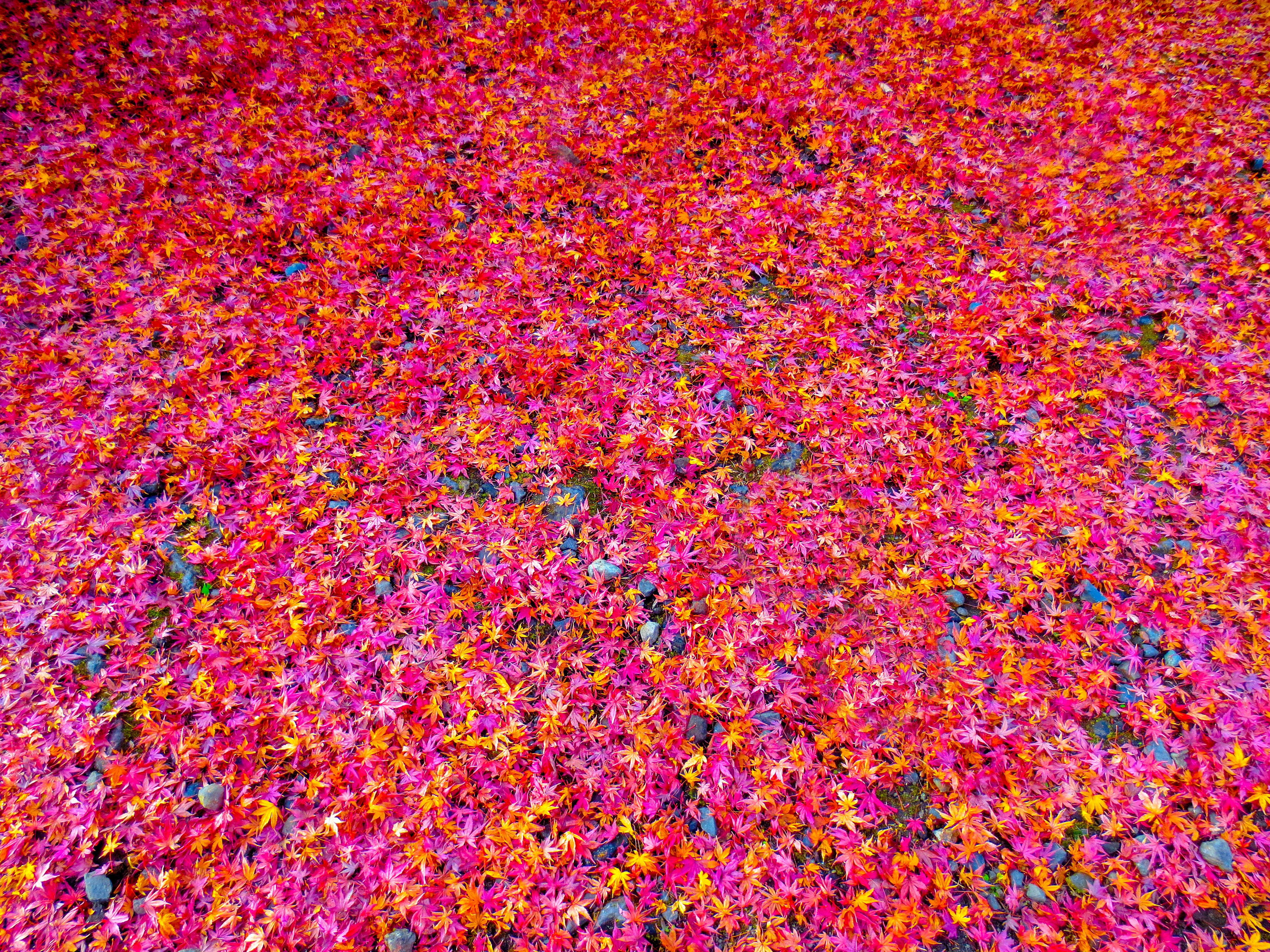 紅葉,落ち葉(00914)