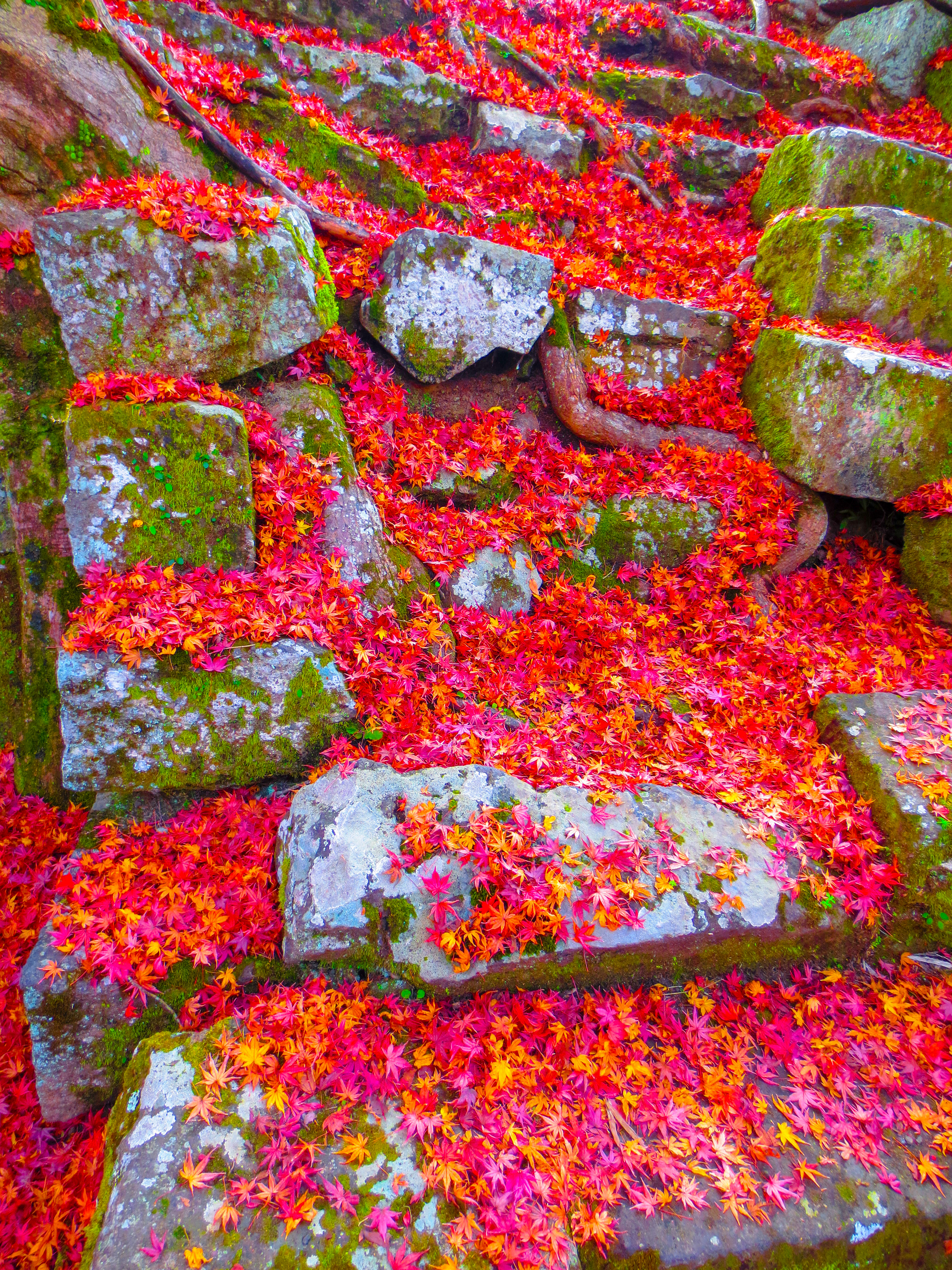 紅葉(落ち葉)と古城(岡城跡)（00916）