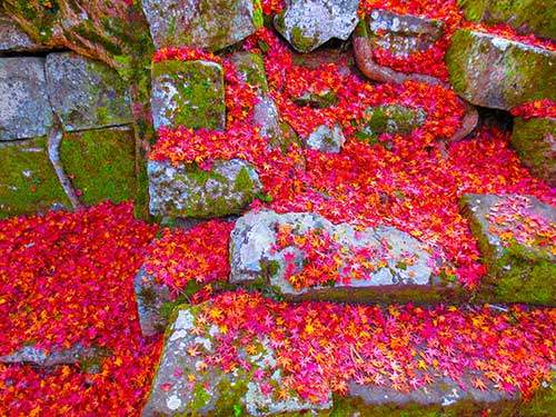 紅葉(落ち葉)と古城(岡城跡)（00917）