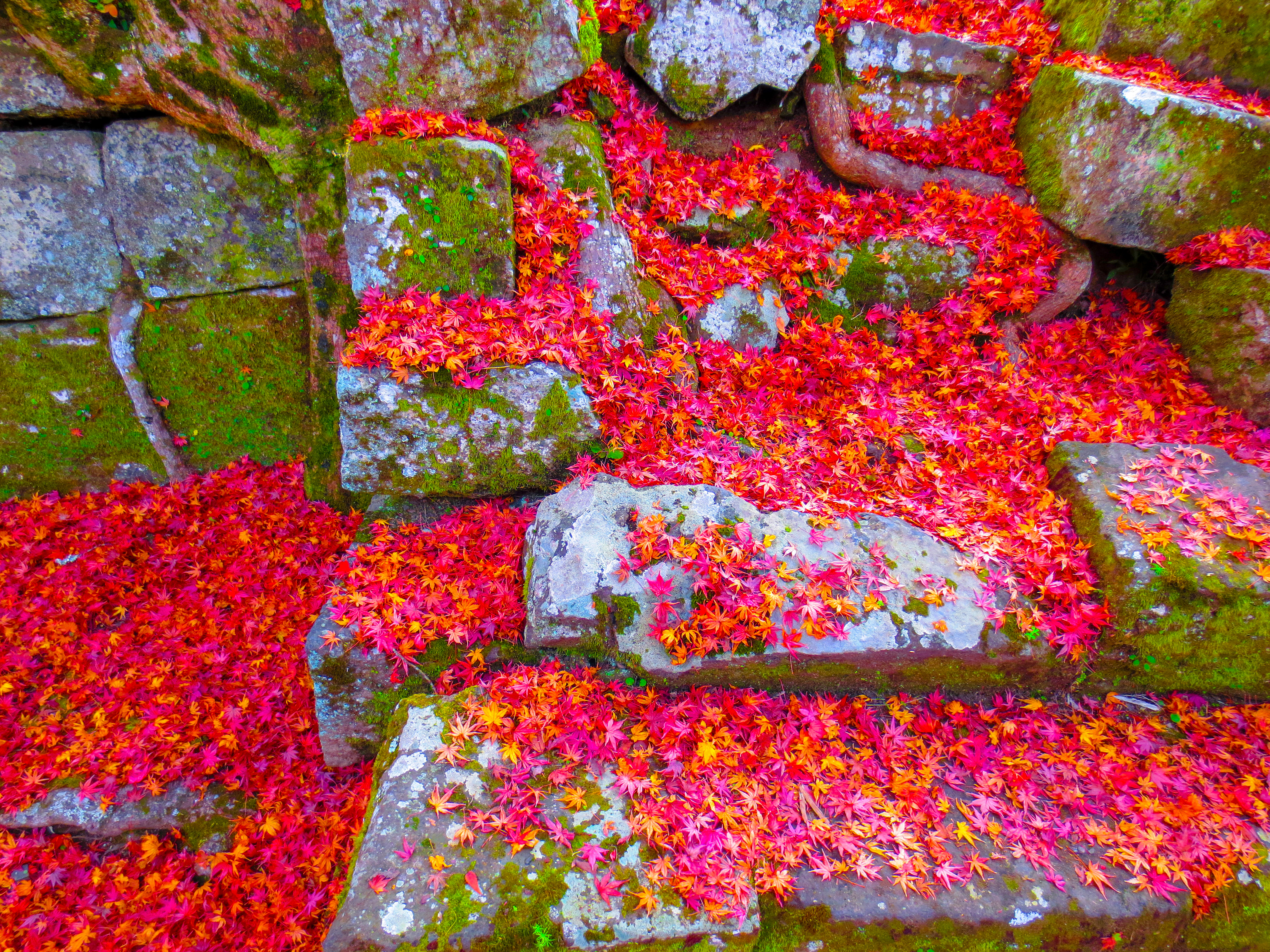 紅葉(落ち葉)と古城(岡城跡)（00917）