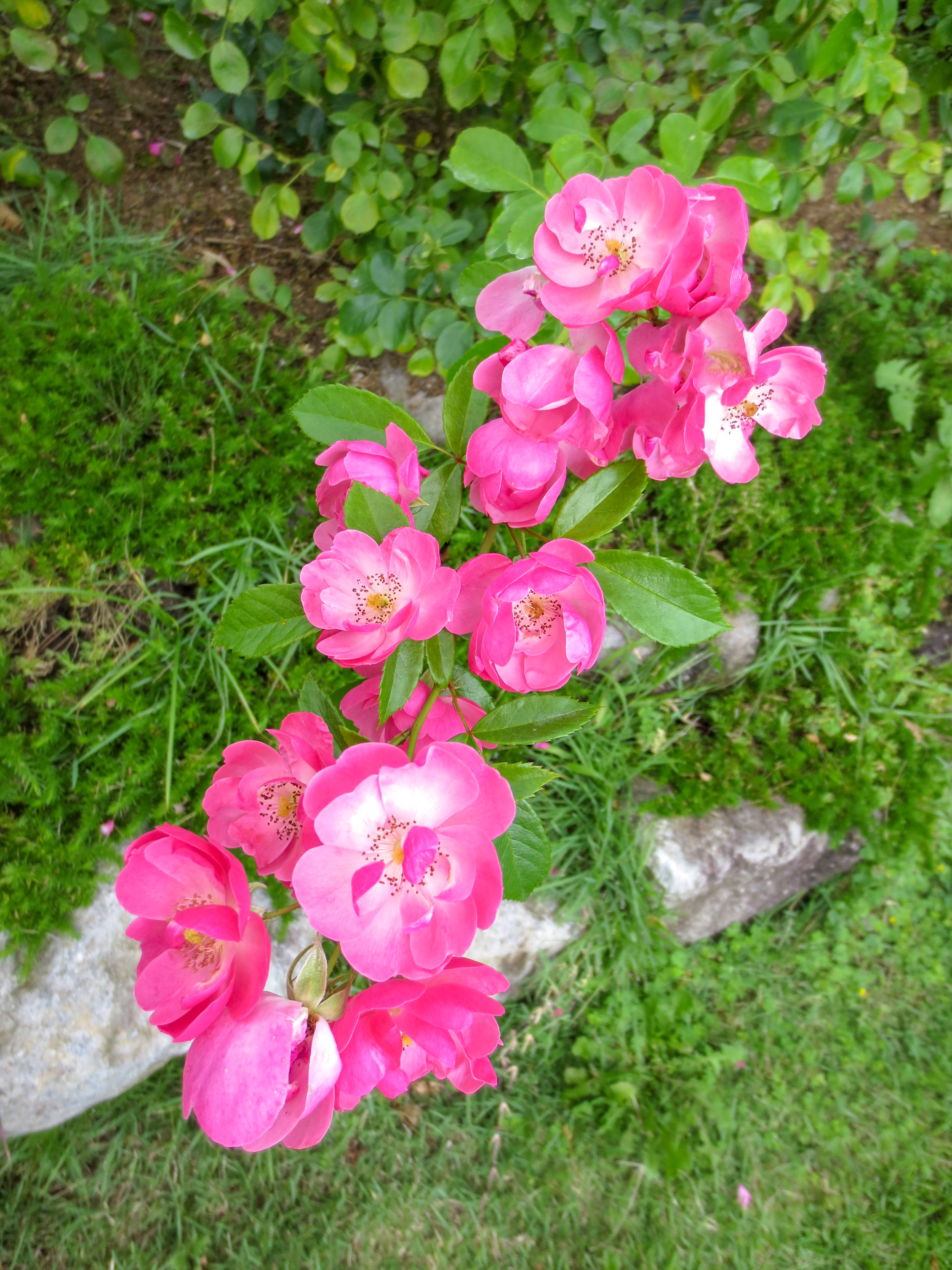バラ(薔薇)の花（00934）