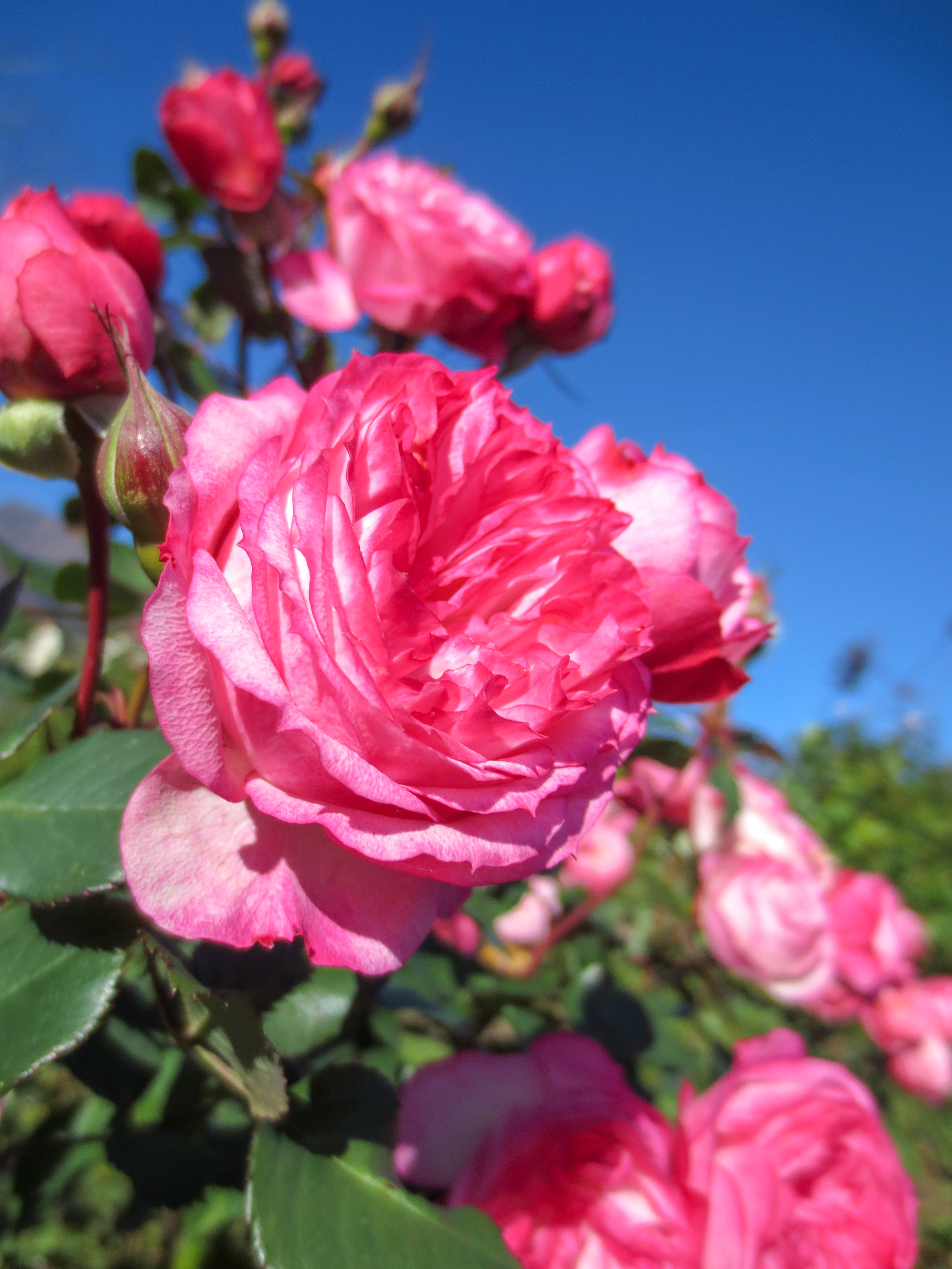 バラ(薔薇)の花（00939）